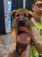 German Shepherd Puppies for sale in Durant, OK, USA. price: $400