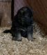 German Shepherd Puppies for sale in Farmington, IA 52626, USA. price: $4,000