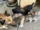 German Shepherd Puppies for sale in Commerce, TX 75428, USA. price: $100
