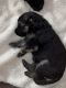 German Shepherd Puppies for sale in Kissimmee, FL, USA. price: NA
