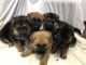 German Shepherd Puppies for sale in Manitowoc, WI 54220, USA. price: $900