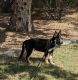 German Shepherd Puppies for sale in Gilbert, AZ 85298, USA. price: $250