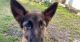 German Shepherd Puppies for sale in Overton, TX, USA. price: NA