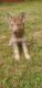 German Shepherd Puppies for sale in Spartanburg, SC, USA. price: $700