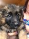 German Shepherd Puppies for sale in Athens, TN 37303, USA. price: $1,000