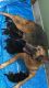 German Shepherd Puppies for sale in Kharagpur, West Bengal, India. price: 25000 INR