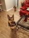 German Shepherd Puppies for sale in Dolton, IL, USA. price: $200