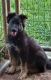 German Shepherd Puppies for sale in Ronda, NC 28670, USA. price: NA