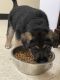 German Shepherd Puppies for sale in 4781 E Rockton Rd, Roscoe, IL 61073, USA. price: $350