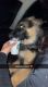 German Shepherd Puppies for sale in Santa Ana, CA, USA. price: $1,000