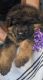 German Shepherd Puppies for sale in Punta Gorda, FL, USA. price: $2,300