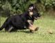 German Shepherd Puppies for sale in Vidalia, GA, USA. price: NA
