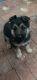 German Shepherd Puppies for sale in Jurupa Valley, CA 91752, USA. price: NA
