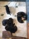 German Shepherd Puppies for sale in Sathyamangalam, Tamil Nadu 638402, India. price: NA