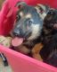 German Shepherd Puppies for sale in Fairmont, WV 26554, USA. price: $300