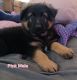 German Shepherd Puppies for sale in Lacey, WA, USA. price: NA