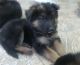 German Shepherd Puppies for sale in Kotagiri, Tamil Nadu 643217, India. price: 12000 INR