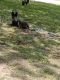 German Shepherd Puppies for sale in Durant, OK, USA. price: $275