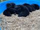German Shepherd Puppies for sale in Clarendon, NC 28463, USA. price: $1,000