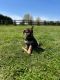 German Shepherd Puppies for sale in Middletown, DE, USA. price: $700