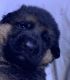 German Shepherd Puppies for sale in Atlanta, GA, USA. price: $2,000