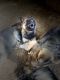 German Shepherd Puppies for sale in Commerce, GA, USA. price: $600