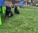 German Shepherd Puppies for sale in Schenectady, NY, USA. price: $1,300