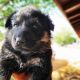 German Shepherd Puppies for sale in Victorville, CA, USA. price: $100