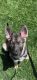 German Shepherd Puppies for sale in Mesa, AZ, USA. price: $400