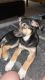 German Shepherd Puppies for sale in Westminster, CA, USA. price: $1,000