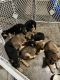 German Shepherd Puppies for sale in Los Banos, CA, USA. price: $400