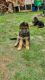 German Shepherd Puppies for sale in Rockwall, TX, USA. price: NA