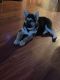 German Shepherd Puppies for sale in Westmont, CA, USA. price: NA