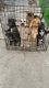 German Shepherd Puppies for sale in Detroit, MI, USA. price: $125