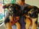 German Shepherd Puppies for sale in Kumarakom, Kerala, India. price: 12000 INR