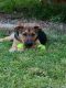 German Shepherd Puppies for sale in Charlotte, NC, USA. price: $200
