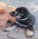 German Shepherd Puppies for sale in Miami Lakes, FL, USA. price: $900