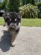 German Shepherd Puppies for sale in Flagler County, FL, USA. price: $3,500
