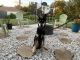 German Shepherd Puppies for sale in Deltona, FL, USA. price: $700