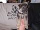 German Shepherd Puppies for sale in Sulphur, OK 73086, USA. price: NA