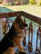 German Shepherd Puppies for sale in Thirthahalli, Karnataka 577432, India. price: 20000 INR
