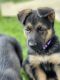 German Shepherd Puppies for sale in Columbia, MO 65201, USA. price: $300