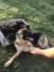 German Shepherd Puppies for sale in Stokesdale, NC, USA. price: $700