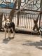 German Shepherd Puppies for sale in Serampore, West Bengal, India. price: 6000 INR