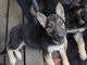 German Shepherd Puppies for sale in Clearwater, MN, USA. price: $500
