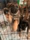 German Shepherd Puppies for sale in Schaumburg, IL, USA. price: $800