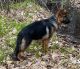 German Shepherd Puppies for sale in Boston, MA, USA. price: $1,800