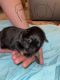 German Shepherd Puppies for sale in Morristown, TN, USA. price: $700