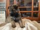 German Shepherd Puppies for sale in South Bend, IN 46616, USA. price: $600