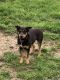 German Shepherd Puppies for sale in Ada, OH 45810, USA. price: NA